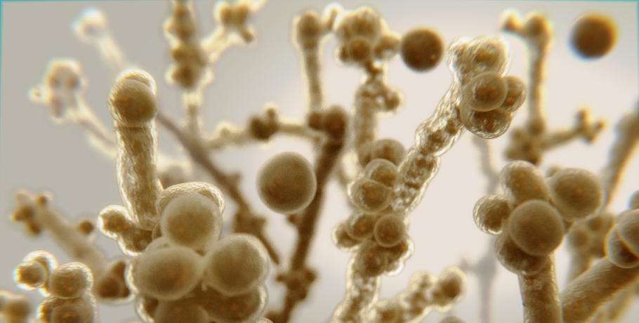 ¿Qué especies de Candida y otros hongos existen?
