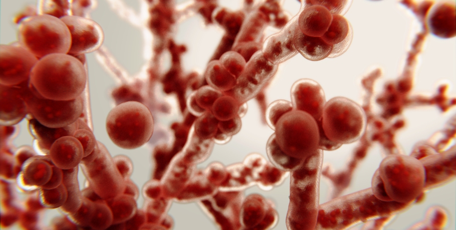 Formas principales de Candida: forma de levadura, forma hifal y fase de biopelícula