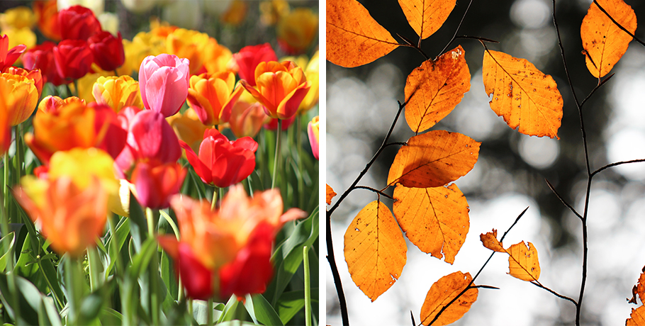 La tiroides en otoño y primavera